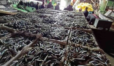 İstanbul’da kaçak avlanmış 8 ton istavrit balığı ele geçirildi