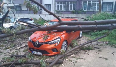 Bandırma’da, çürüyen ağaç otomobilin üzerine devrildi