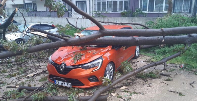 Bandırma’da, çürüyen ağaç otomobilin üzerine devrildi