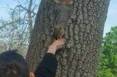Emirgan Korusu’nda bir çocuk ağaçtaki sincabı elleriyle besledi