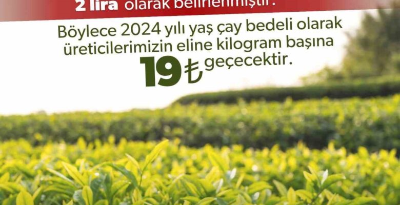 2024 yılı için kilogram başı yaş çay alım fiyatı 17 lira olarak belirlendi