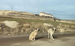 Ankara’da parkta yürüyen vatandaş başıboş köpeklerin saldırısına uğradı