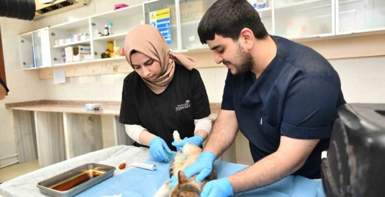 Esenyurt Belediyesi ekipleri hamile kediyi Modern Hayvan Bakımevi’nde tedavi ettirdi