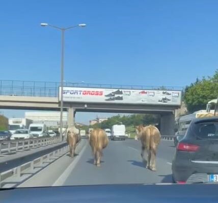 TEM Otoyolu’na çıkan inekler sürücülere zor anlar yaşattı